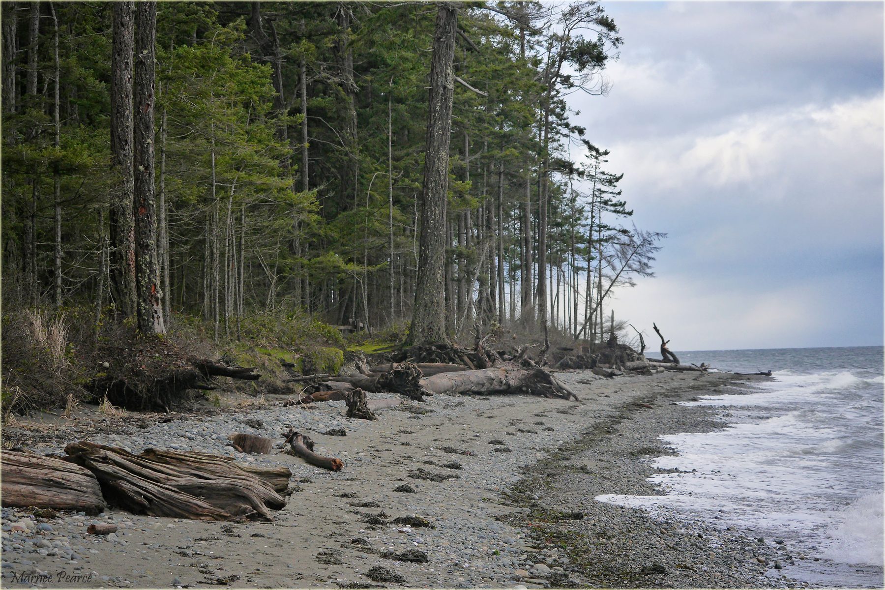 Rathtrevor Beach in Parksville: driftwood, Douglas firs and the Strait of Georgia under a grey sky